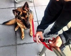 Canny Lead Connect Black