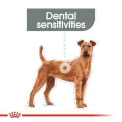 ROYAL CANIN® Medium Dental Care Adult Dry Dog Food -Cheap Bowls And Food Store jbifrei8zcohupfrxxki