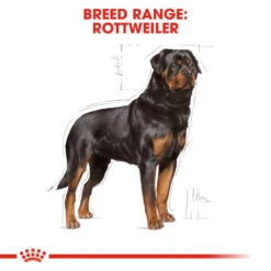 ROYAL CANIN® Rottweiler Adult Dry Dog Food 10 ROYAL CANIN® Rottweiler Adult Dry Dog Food -Cheap Bowls And Food Store qcwwknxnbepwdss1ttrh