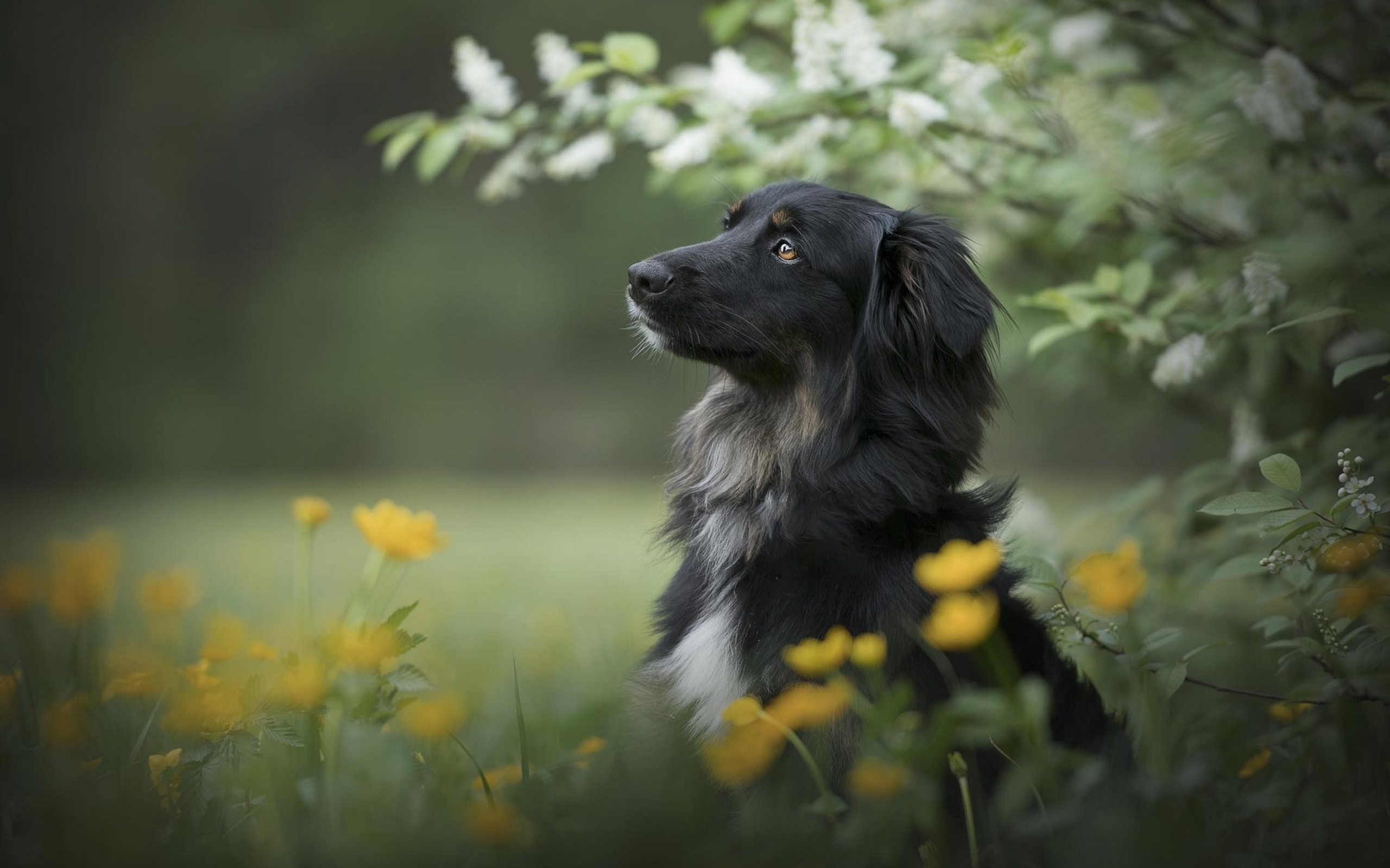 Cheap Bowls And Food Store -Cheap Bowls And Food Store beautiful black dog in flower field wallpaper